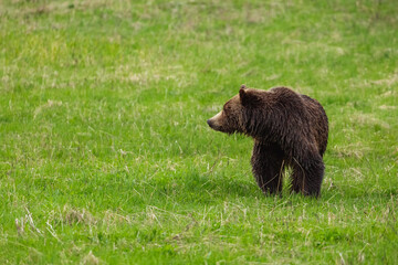 Fototapeta premium A bear walks through the Wyoming wilderness. 