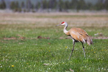A sandhill crane walks fields in Yellowstone.