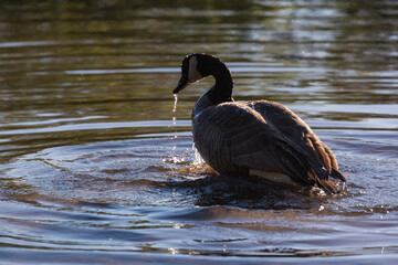A goose with water dripping off its beak.