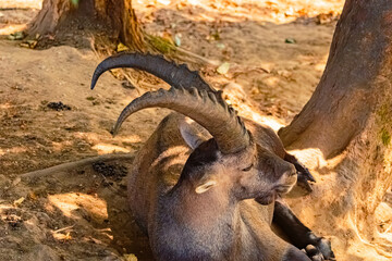 Capra ibex, alpine ibex, on a sunny summer day