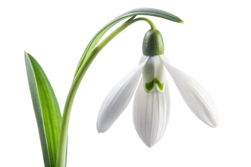 spring snowdrop flower isolated on the white background
