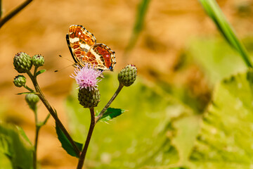 Araschnia levana, map butterfly, on a sunny summer day