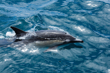 A dolphin swims through the Atlantic Ocean.