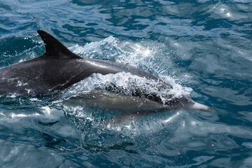 A dolphins splashes in the ocean.