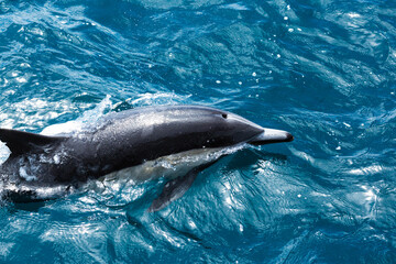Obraz premium A dolphin swimming in the Pacific Ocean, off of California. 