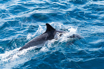 A dolphin swimming in the Pacific Ocean, off of California. 