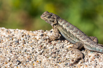 A lizard in the California wilderness.