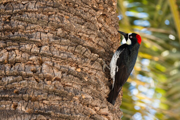 A woodpecker on a palm tree.