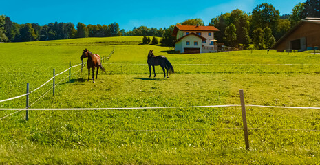 Obraz premium Alpine summer view with horses near Lauterbach, Steingaden, Weilheim-Schongau, Bavaria, Germany