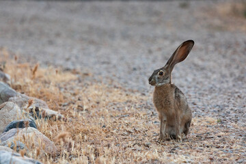 A jackrabbit in the California desert.