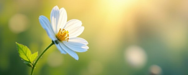 White flower sways gently in the morning breeze, calm, dewy