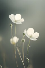 Obraz premium Delicate White Flowers in Soft Light