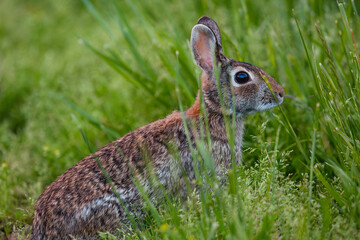A rabbit stands in a field of grass.