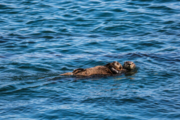 A baby sea otter float on its mother back.
