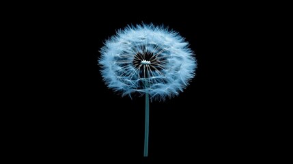 Fototapeta premium A solitary dandelion seed head presented against background, showcasing the intricate natural patterns and inviting a sense of whimsy and wonder. 