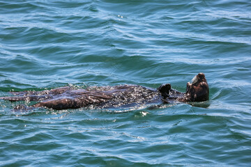 Fototapeta premium A sea otter floats on its back.
