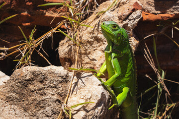 An iguana in building ruins in Puerto Rico. 