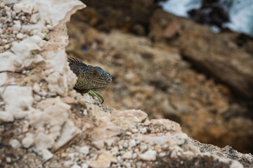 A lizard on the side of a ocean cliff.