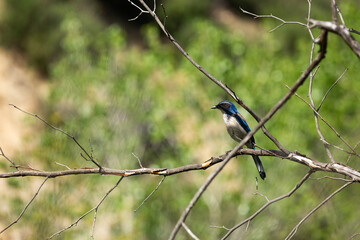 A blue bird in a tree.