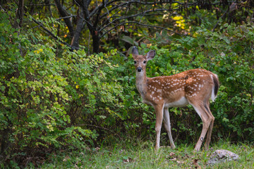 A young deer in the midwest.