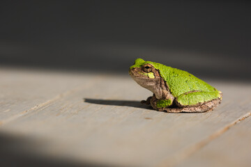 A green tree frog in the sunlight.