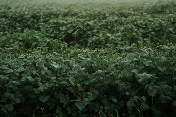 A field of green plants with a foggy atmosphere. The plants are tall and lush, creating a sense of abundance and growth