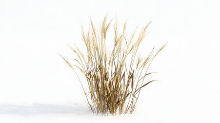 Obraz premium Dried ornamental grass in a snowy landscape.