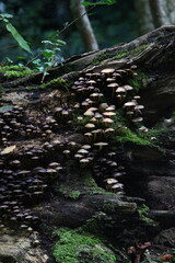 champignon d'automne 2024