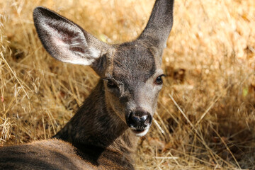 A deer looks at the camera in the Sierras of California.