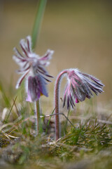 Pulsatilla pratensis.Small wild flowers. Meadow plants. Close-up