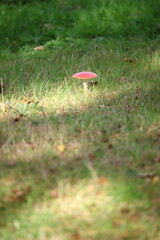 champignon d'automne 2024