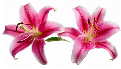stargazer lily close up isolated on white background vivid pink stargazer lily isolated on white background with clipping path