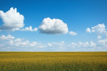 Obraz premium Expansive Blue Sky Meets Golden Field in Serene Countryside Landscape