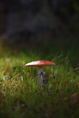 champignon d'automne 2024