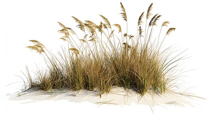 Golden beach grass flourishing on a dune, gently swaying in the breeze.