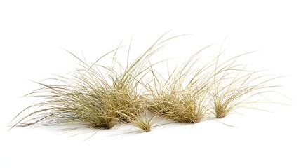 Obraz premium Three clumps of light brown grass isolated on white background.