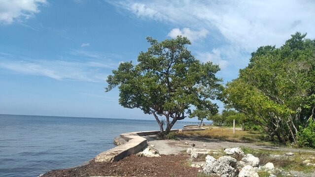 Mangle rojo, playa cajio, guira de melena, cuba