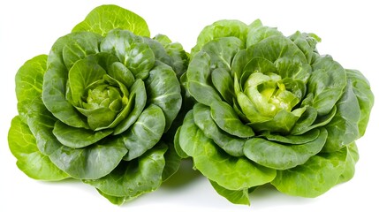 Obraz premium Two heads of fresh, green lettuce, arranged like roses.
