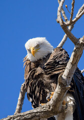 Menacing stare from a Bald Eagle