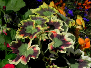 Horseshoe Geranium foliage