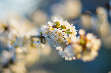 Cherry blossom in spring, close-up of beautiful flowers
on the tree, selective focus