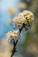 Cherry blossom in spring, close-up of beautiful flowers
on the tree, selective focus