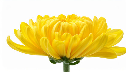 Fototapeta premium close up beautiful yellow chrysanthemum flower bud isolated on white background object with clipping path