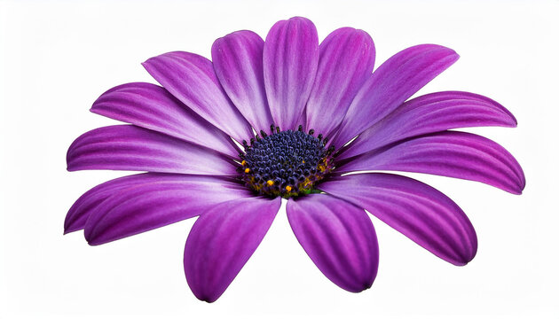 purple osteospermum ecklonis isolated on white background purple flower isolated on white background osteospermum ecklonis dimorphotheca ecklonis or african daisy flower with clipping path