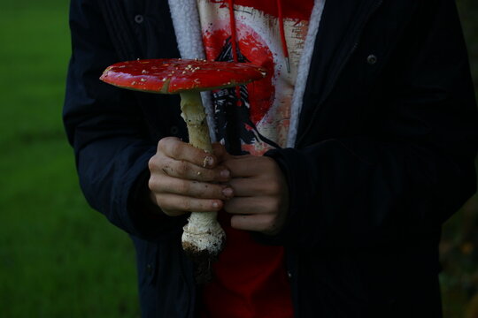 champignon d'automne 2024