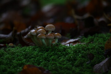 champignon d'automne 2024