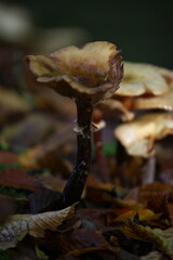 champignon d'automne 2024