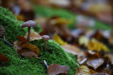 champignon d'automne 2024
