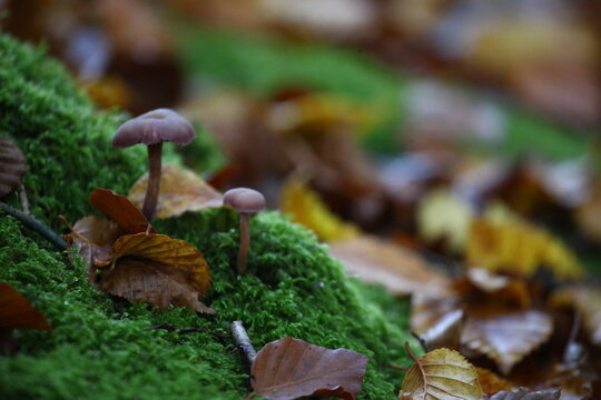 champignon d'automne 2024