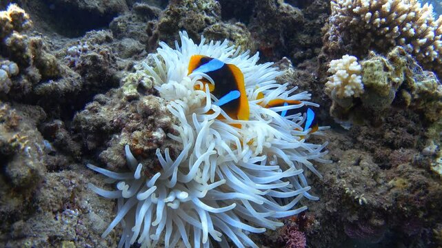 Two Red Sea clownfish in a bleached sea anemone. 4K stock video footage